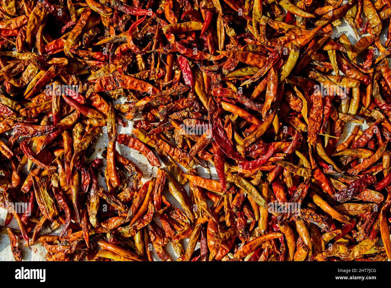 Dried the red ripe chili peppers on the gardening Stock Photo