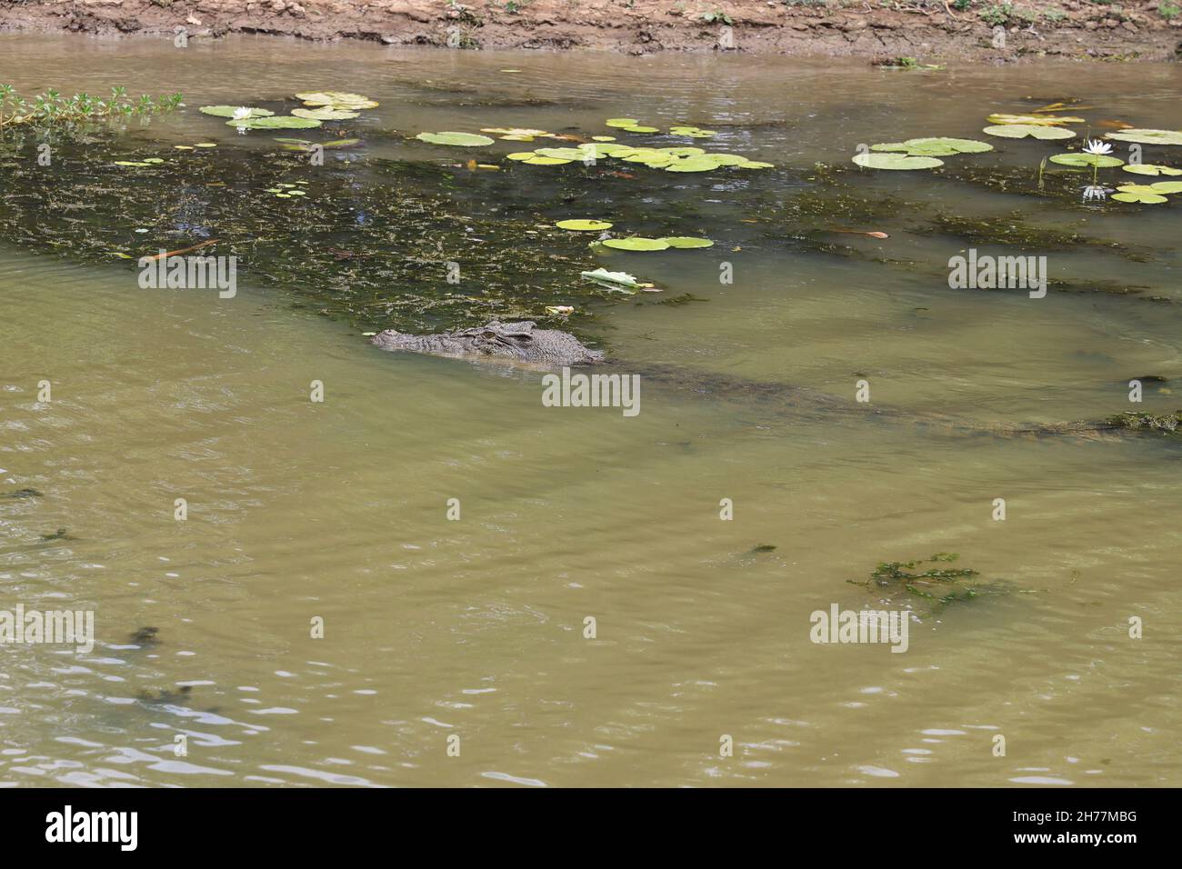 Saltwater Crocodile or Estuarine Crocodile (Crocodylus porosus) swimming in the Kakadu  National Park, Northern Territory, Australia Stock Photo