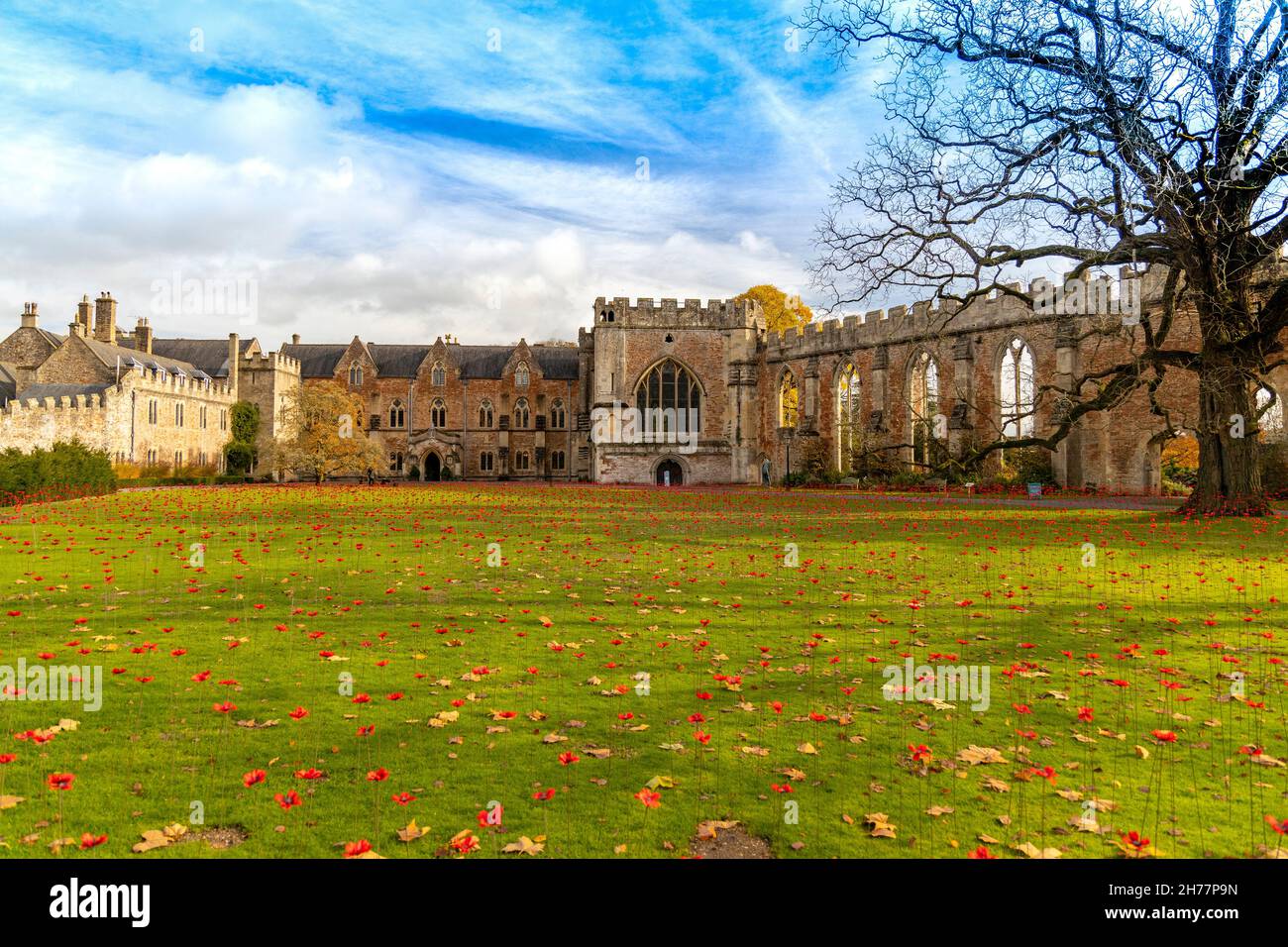 A display of rememberance poppies on the lawn inside the historic Bishop's Palace ruins in Wells, Somerset, England, UK Stock Photo