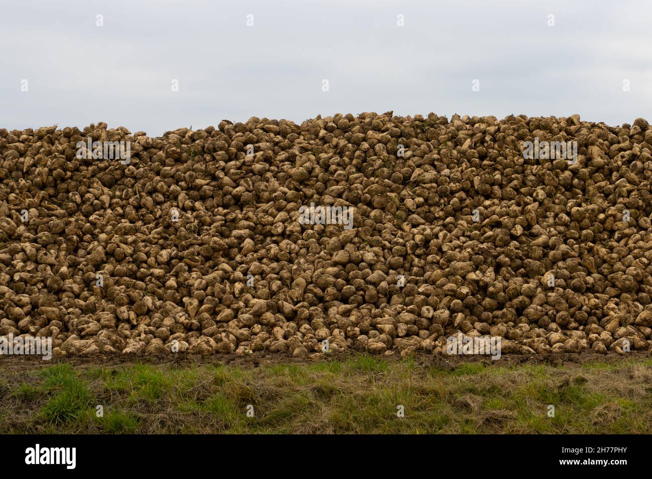 Large pile of harvested sugar beets on the roadside Stock Photo