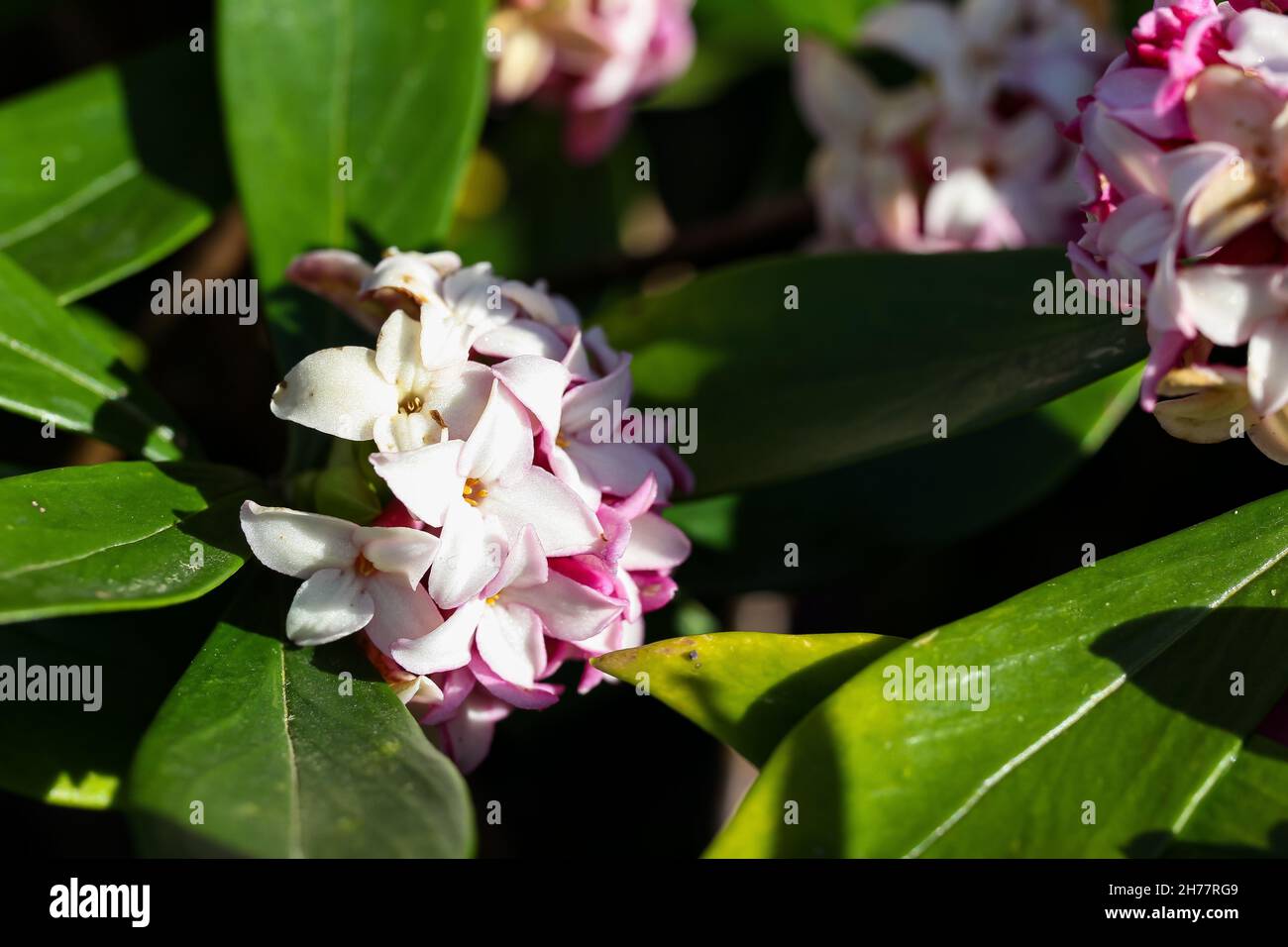 A closeup shot of a beautiful Daphne blooming in the garden Stock Photo