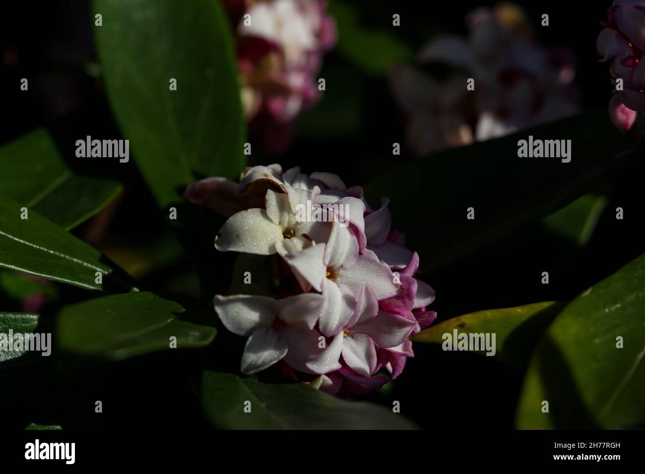 A closeup shot of a beautiful Daphne blooming in the garden Stock Photo