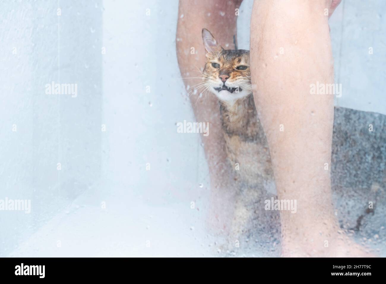 Funny wet cat washing at shower cabin. Bathing or showering to bengal