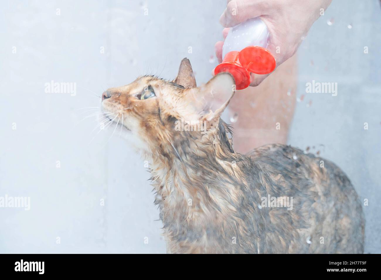 Funny wet cat washing at shower cabin. Bathing or showering to bengal