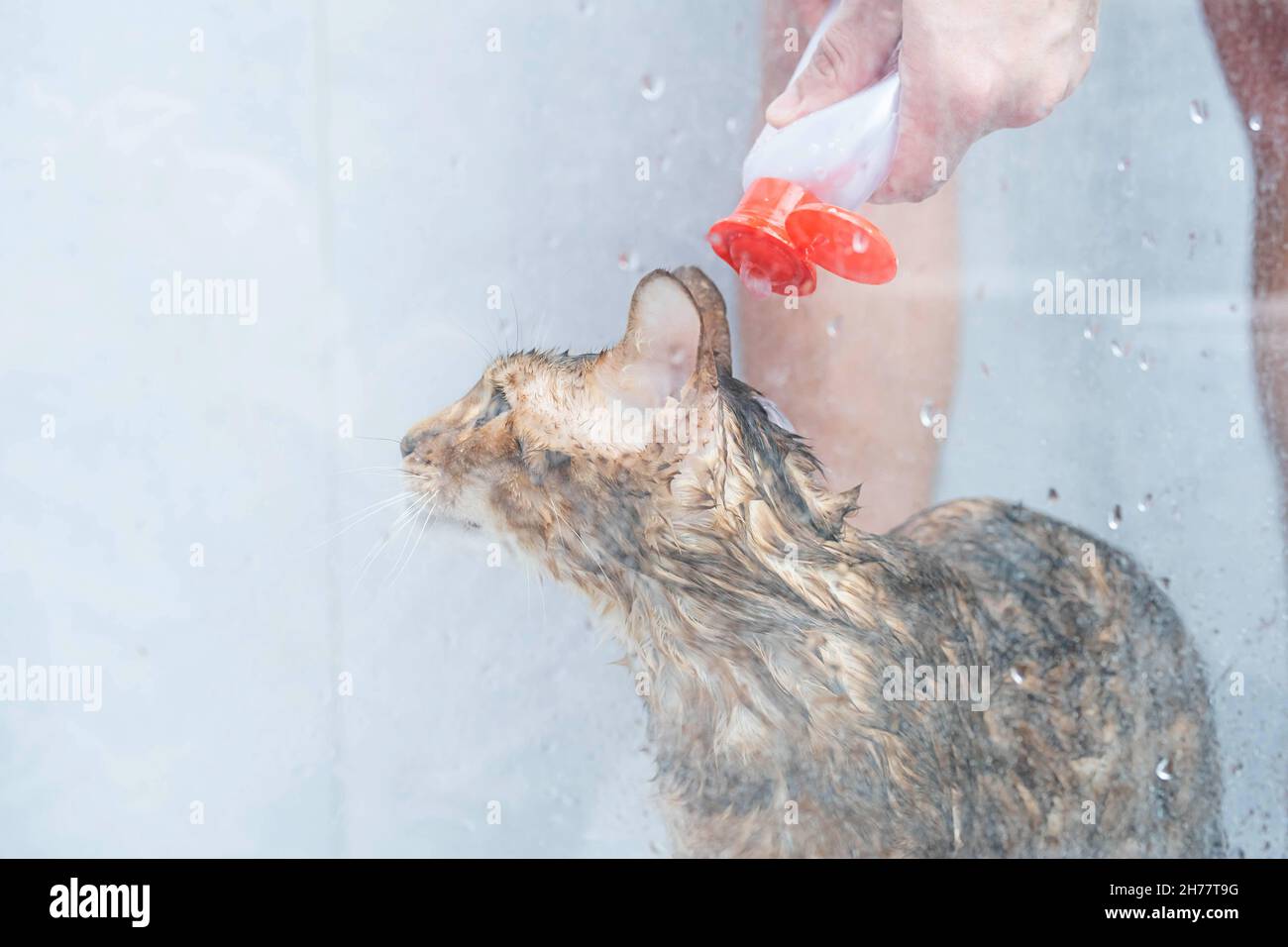 Funny wet cat washing at shower cabin. Bathing or showering to bengal breed Cat. Pet hygiene concept. Stock Photo