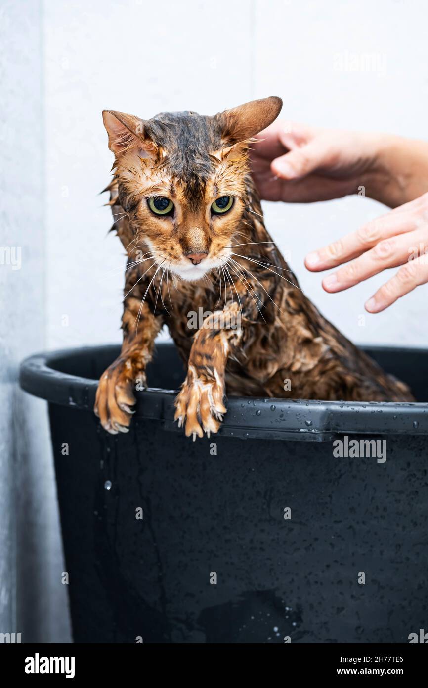 Funny wet cat. Bath or shower to Bengal breed cat. Pet hygiene concept