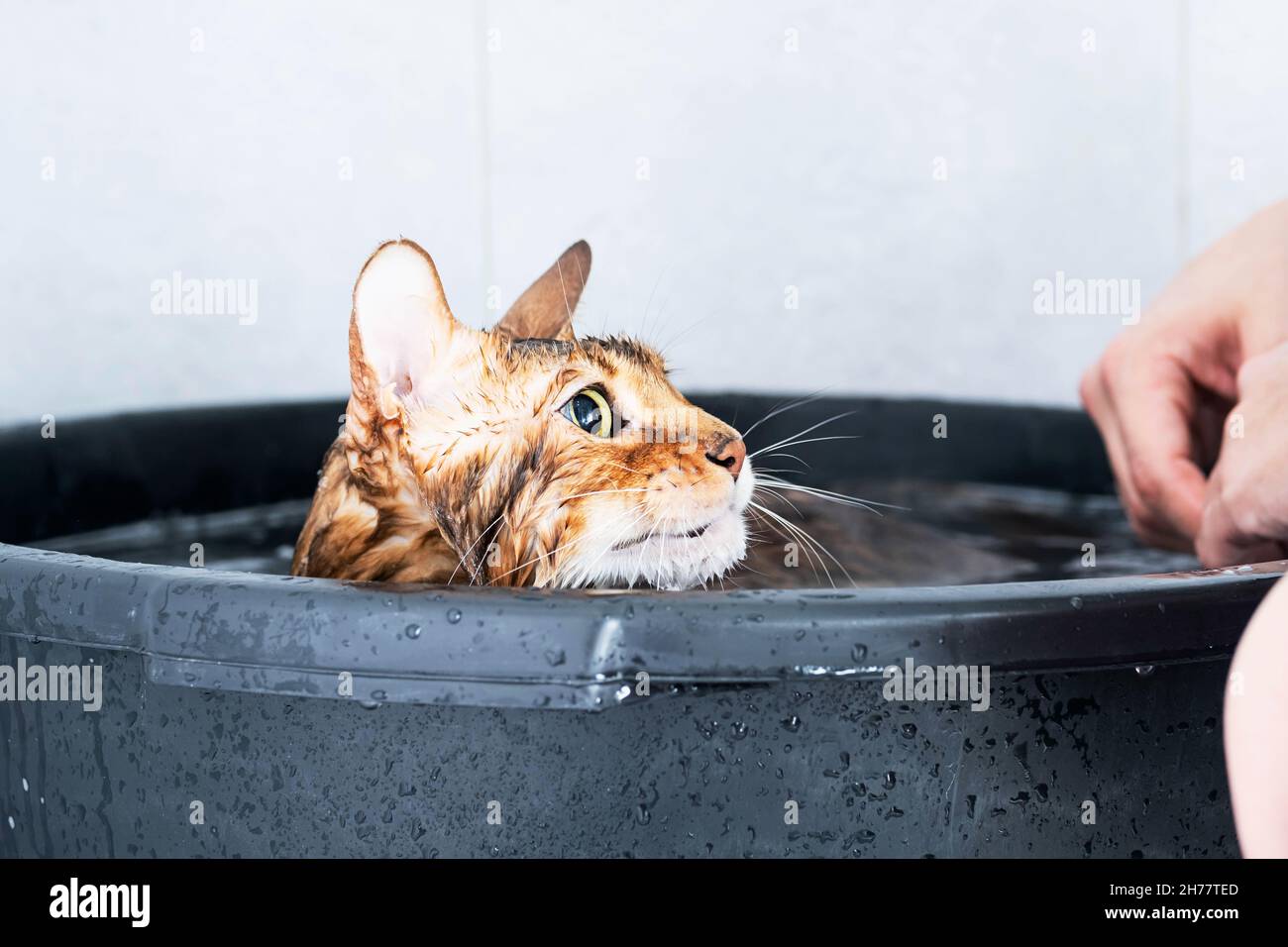 Funny wet cat. Bath or shower to Bengal breed cat. Pet hygiene concept