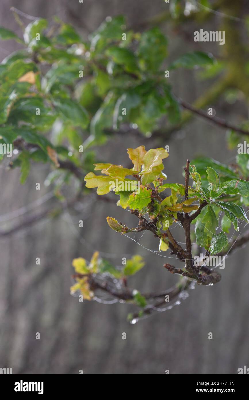 English Oak (Quercus robur). Lower branch with leaves, covered in morning dew and cobwebs Leaf growth Background of the tree trunk bark, out of focus. Stock Photo