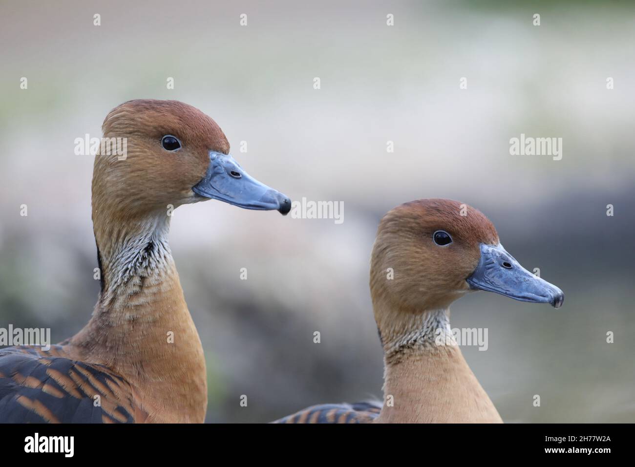 Fulvous Whistling,Tree Ducks (Dendrocygna bicolor). Heads True pair. Sexually monomorphic. Sexes alike. Most extraordinary distribution any bird speci Stock Photo