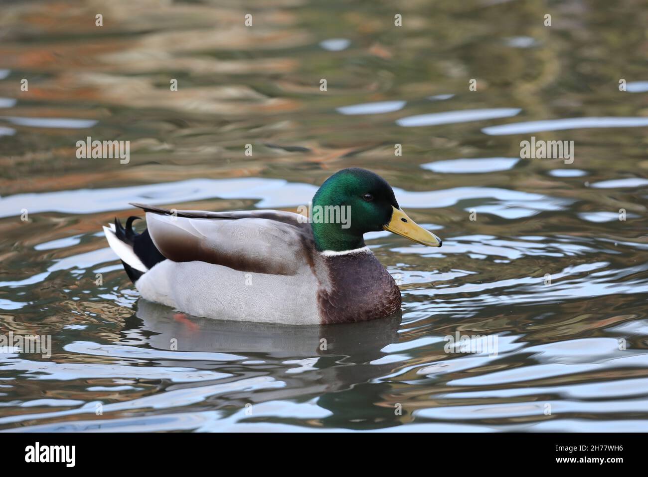 Mallard Duck Anas platyrhynchos. Drake or male, in adult breeding plumage. Sexually dimorphic species for much of the year. Swimming on water surface. Stock Photo