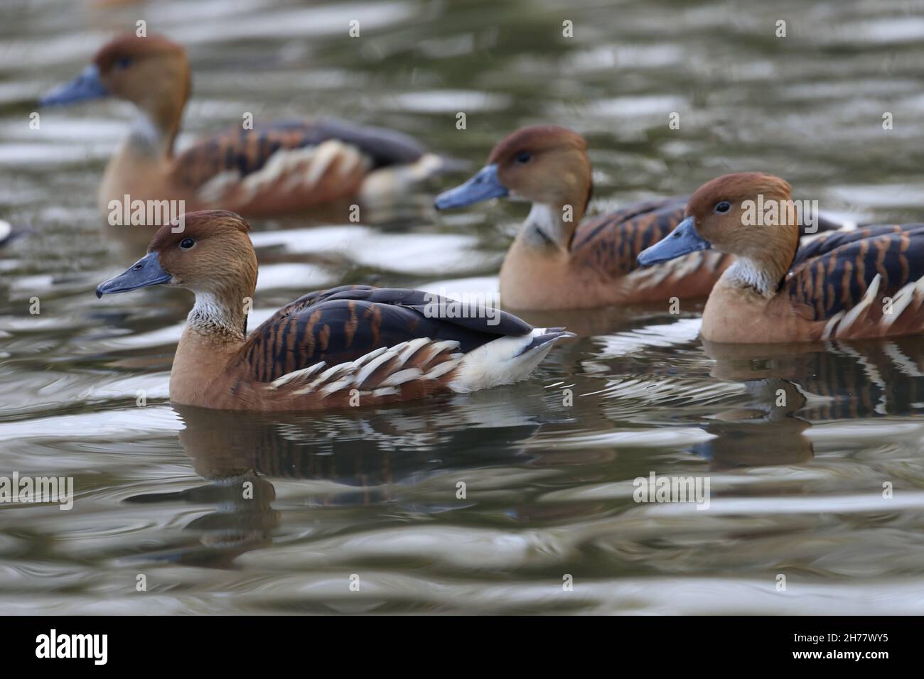 Fulvous Whistling or Tree Ducks (Dendrocygna bicolor). Swimming, following my leader. Monomorphic. Sexes look alike. Stock Photo