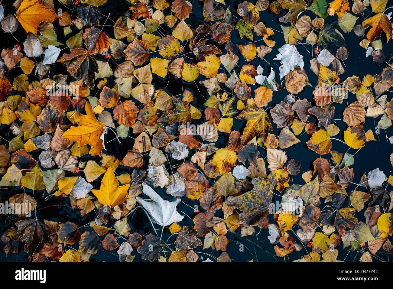 A top view of dried leaves on Lake Sevan in autumn in Gegharkunik ...