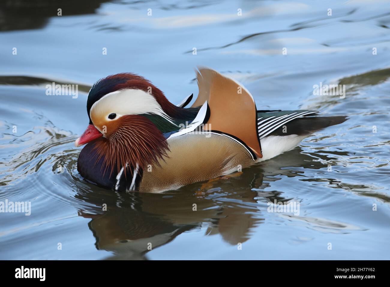 Mandarin Duck (Aix galericulata). Male in breeding plumage. Swimming.  Tertial ‘sail’ feathers erect. Native eastern Asia. Introduced species UK Stock Photo