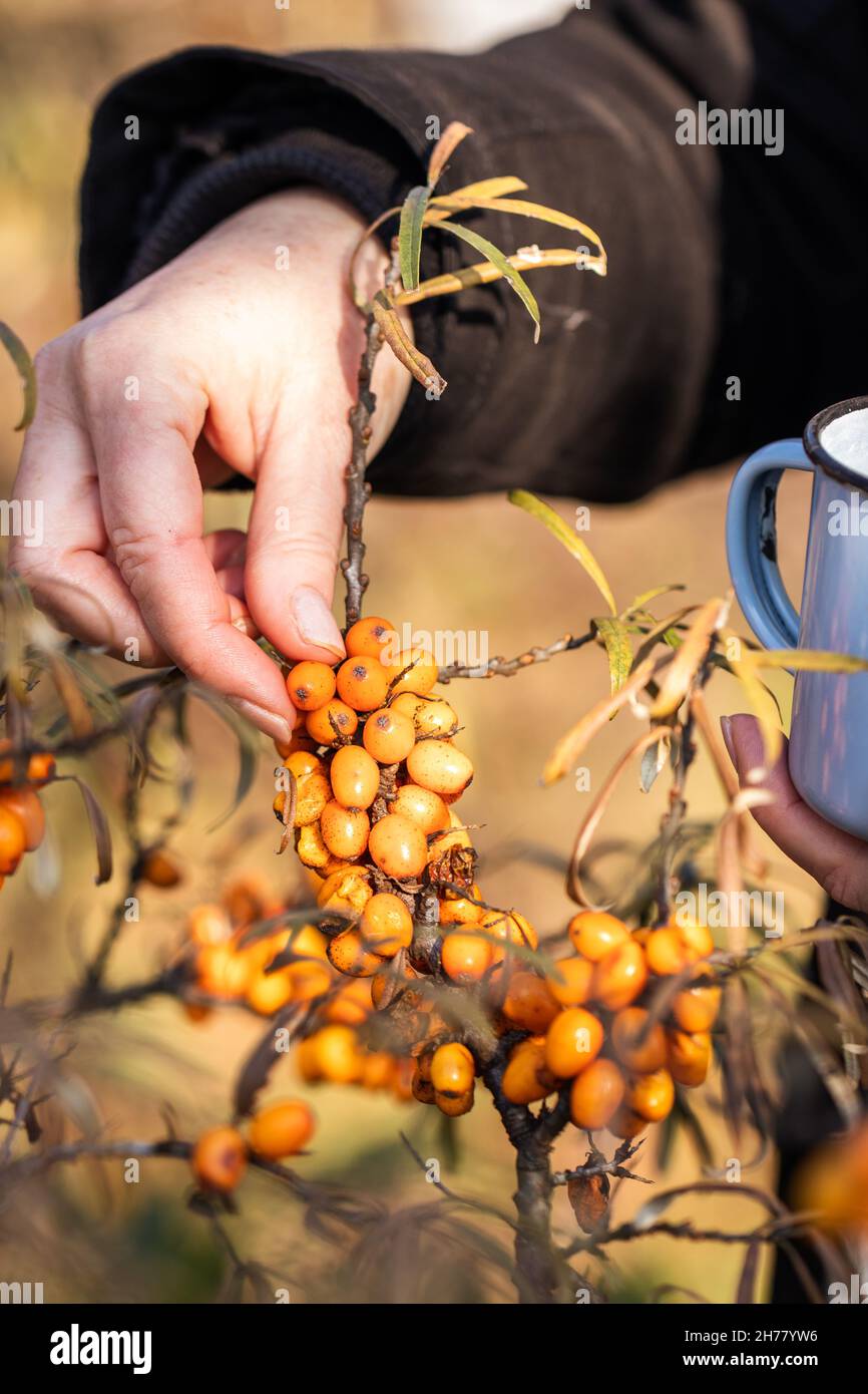 Hand picking sea buckthorn. Harvesting berry fruit for healthy eating Stock Photo