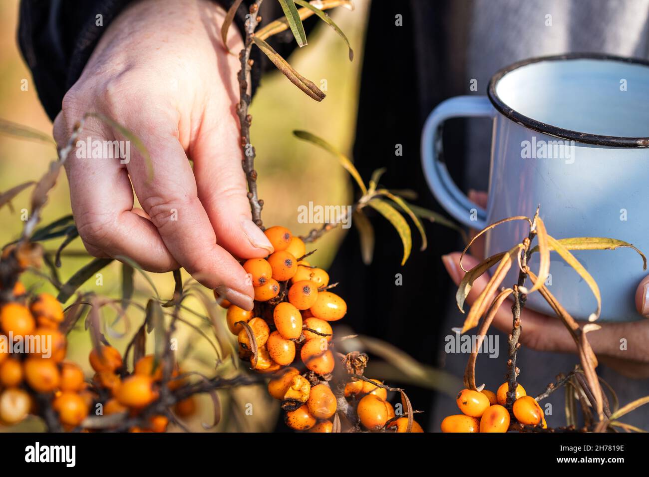 Hand picking sea buckthorn. Harvesting berry fruit for healthy eating Stock Photo