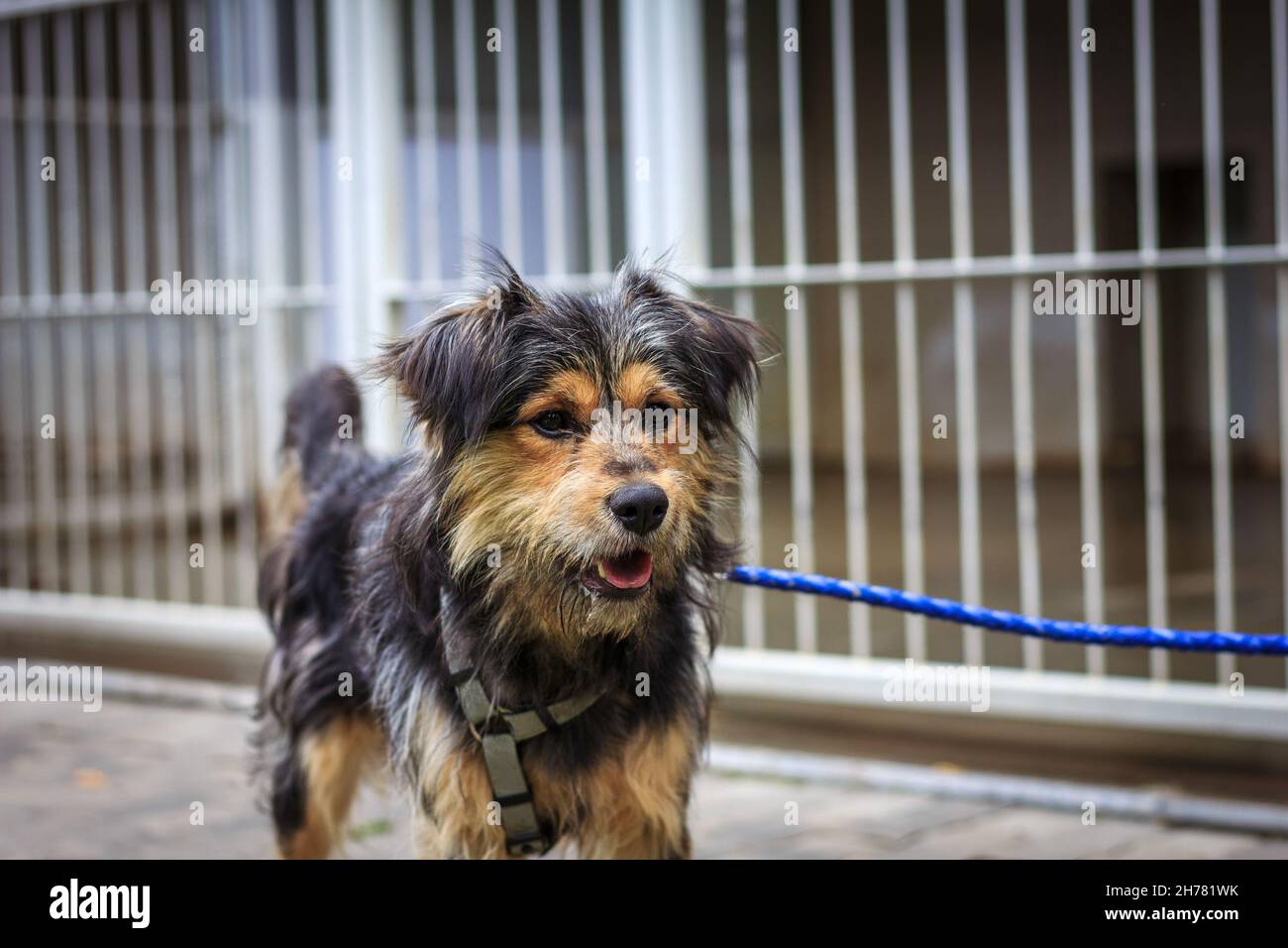 Mixedbreed dog adopted from animal shelter. Pet adoption Stock Photo