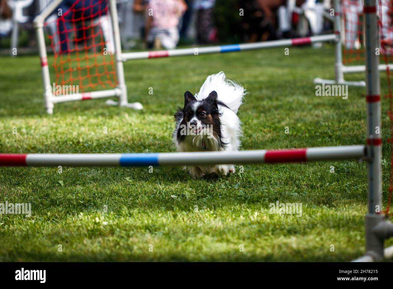 Dog agility course hi-res stock photography and images - Alamy