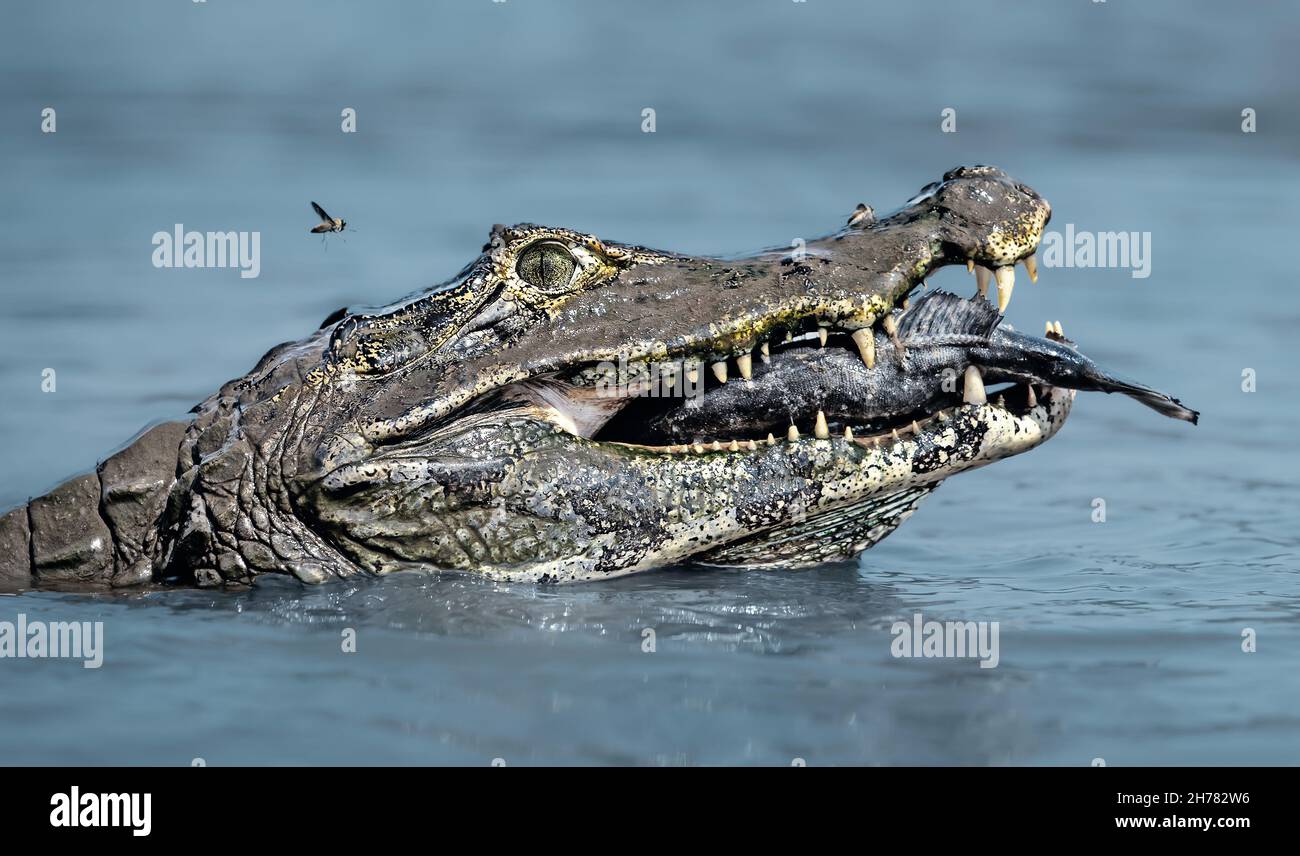 Jacaré piranha hi-res stock photography and images - Alamy