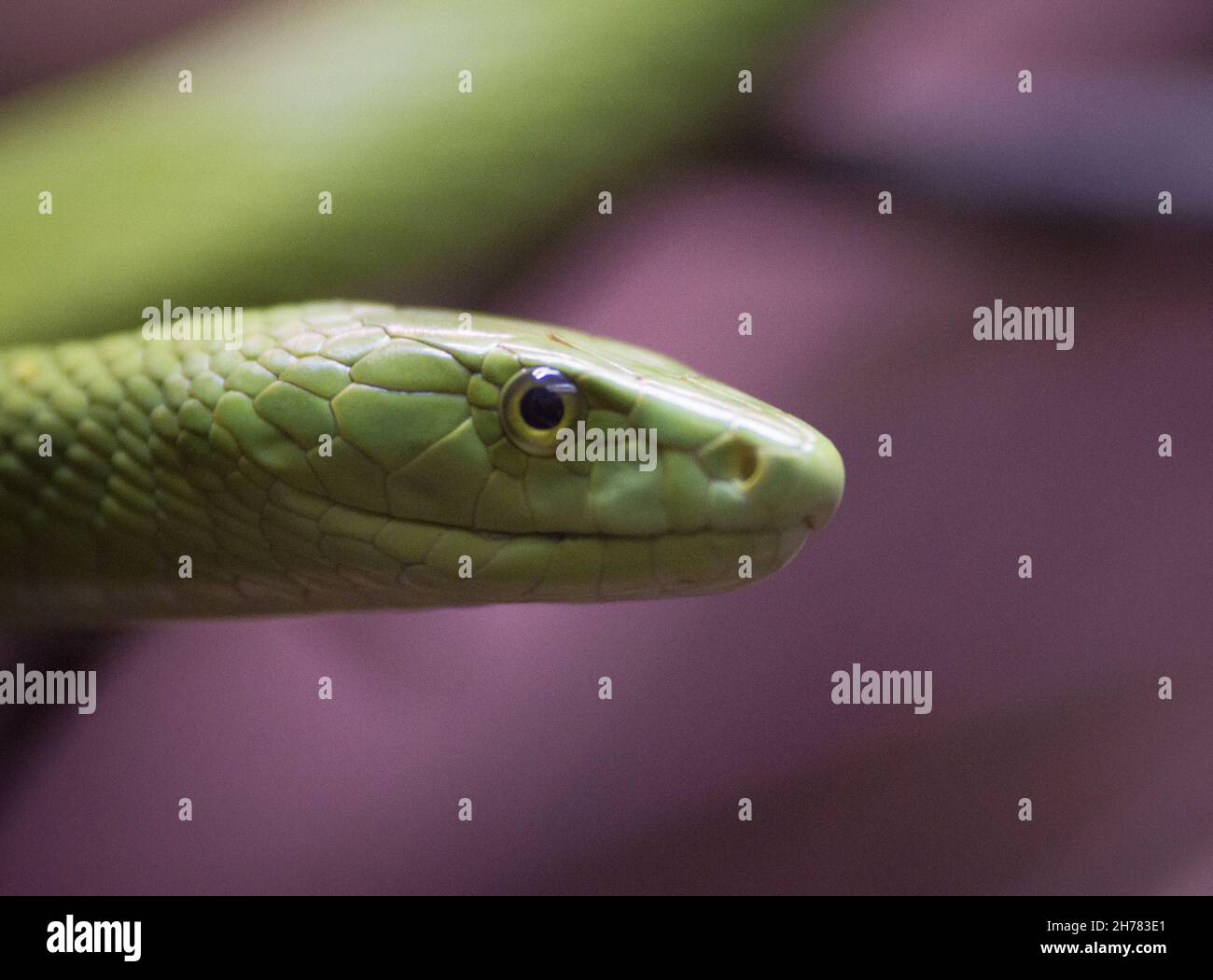 A closeup of a rough green snake under the sunlight in a zoo with a blurry background Stock Photo