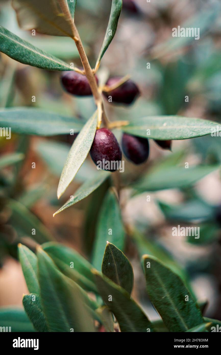 A closeup of the growing European olives on the tree branch Stock Photo