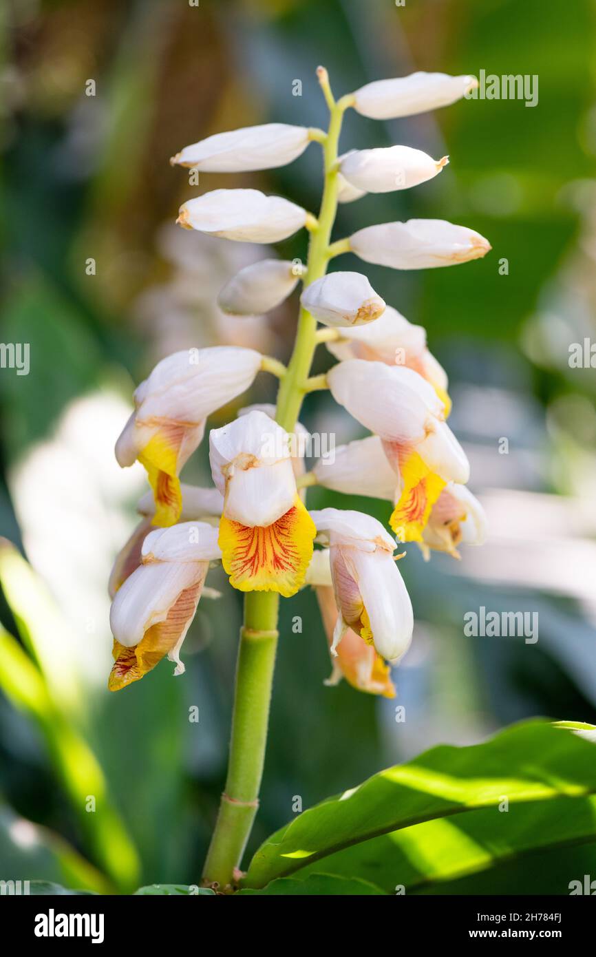 white flower on ginger plant Stock Photo Alamy