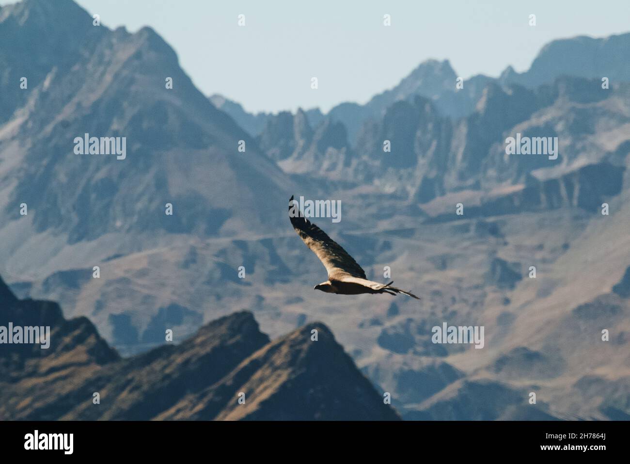 Majestic hawk flying high hi-res stock photography and images - Alamy