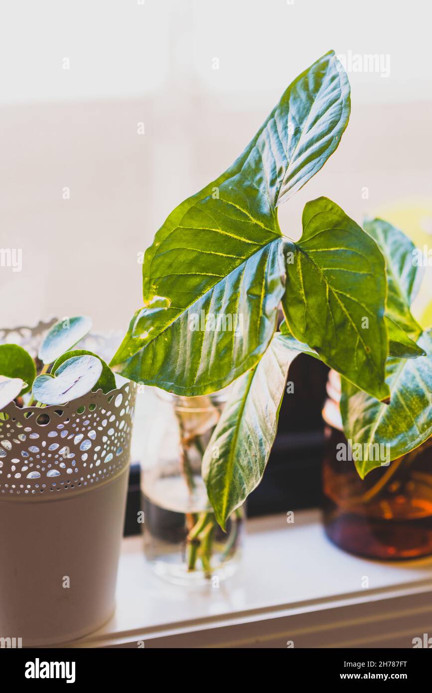 plant cuttings in a glass of water Stock Photo Alamy