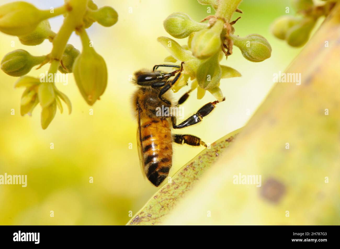 Honey bee collects nectar from blossoms in an avocado Plantation. Photographed in Israel in March Stock Photo