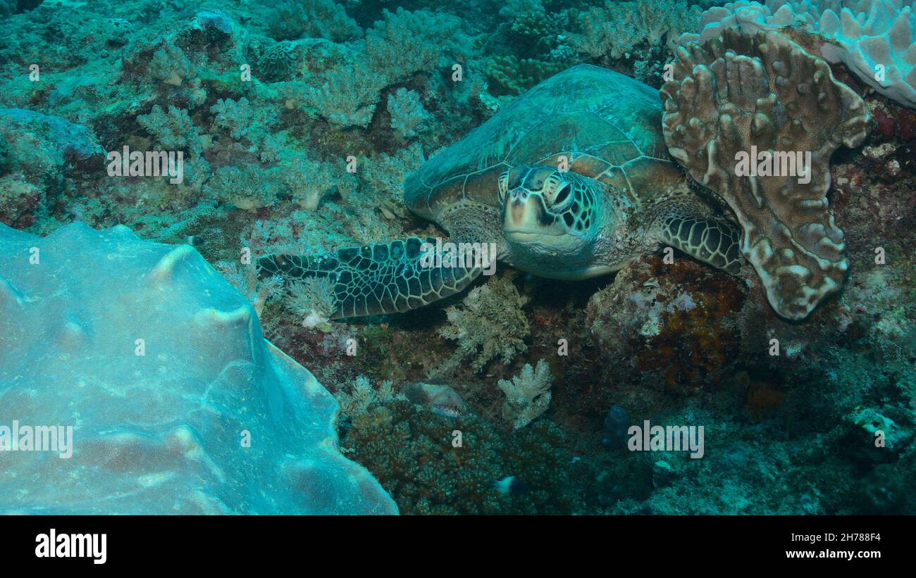 front profile of shy and curious green sea turtle resting on coral reef in watamu marine park, kenya Stock Photo