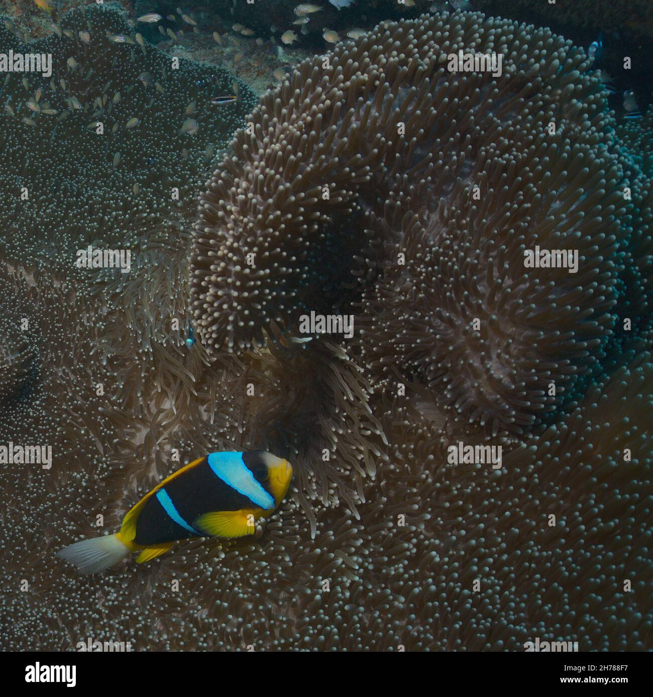 shy allard's anemonefish takes shelter in swirling sea anemone in the watamu marine park, kenya Stock Photo