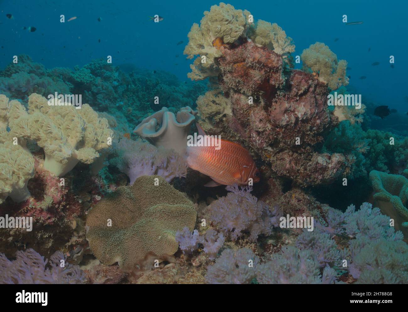 colourful scene of giant squirrelfish swimming in beautiful coral reef garden in watamu marine park, kenya Stock Photo