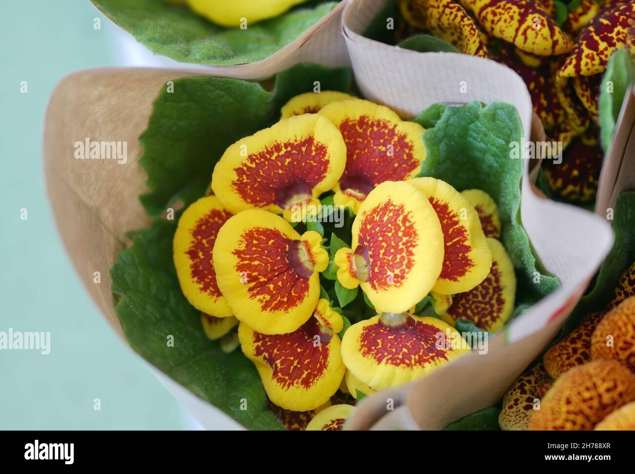 Flower supermarket. Selling bouquets with flowers Calceolaria top view. Calceolariaceae Family Stock Photo