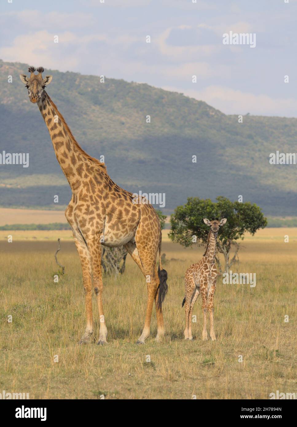 full side view of mother and baby giraffe standing alert together in the wild savannah of the masai mara, Kenya Stock Photo