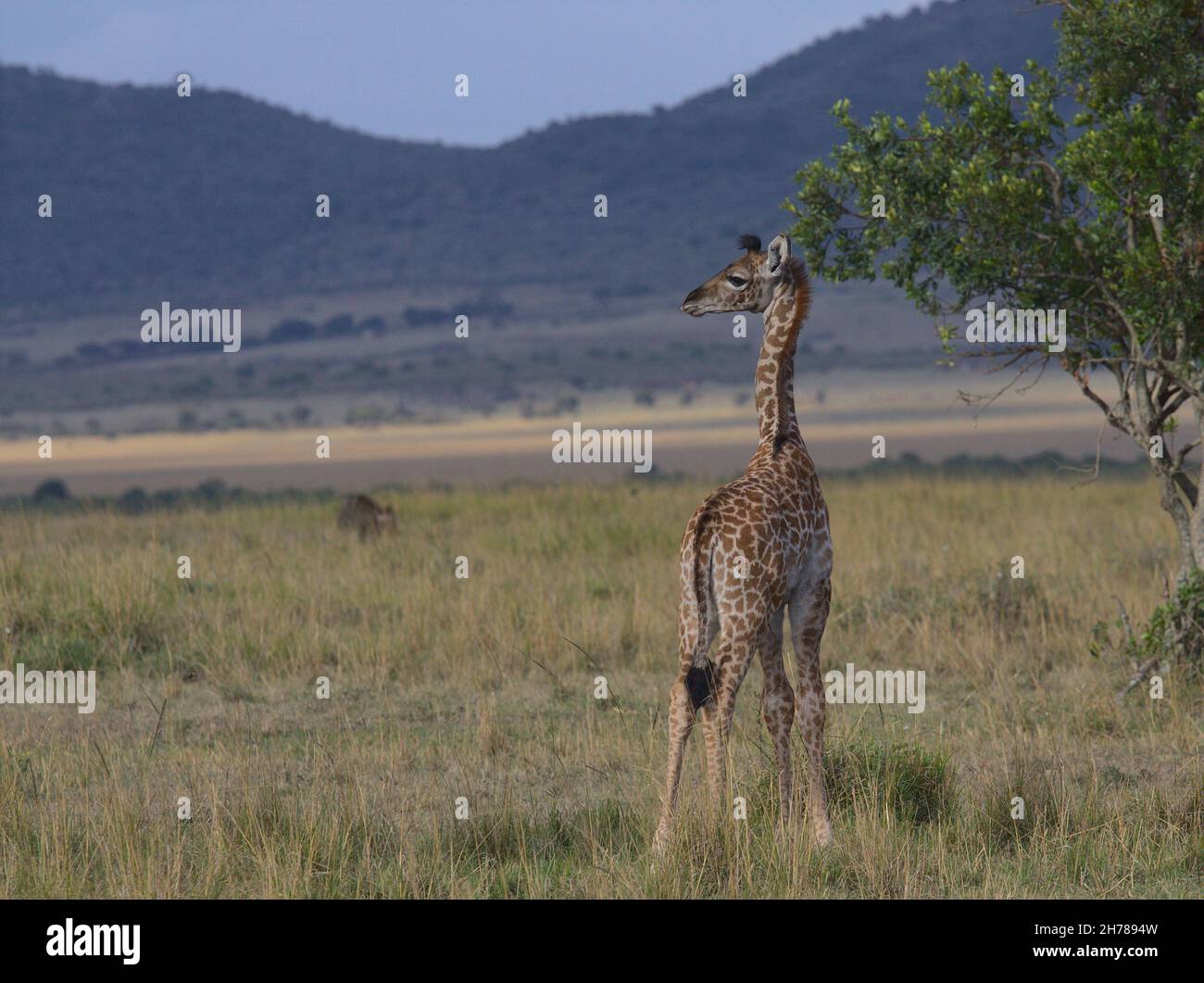 single shy and cute masai baby giraffe standing in the wild plains of the masai mara, kenya Stock Photo