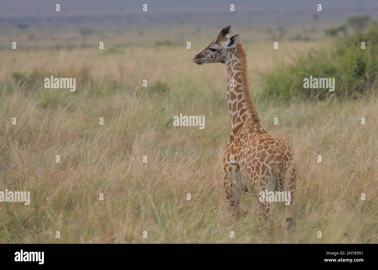 cute baby masai giraffe standing in the wild savannah of the masai mara, Kenya Stock Photo