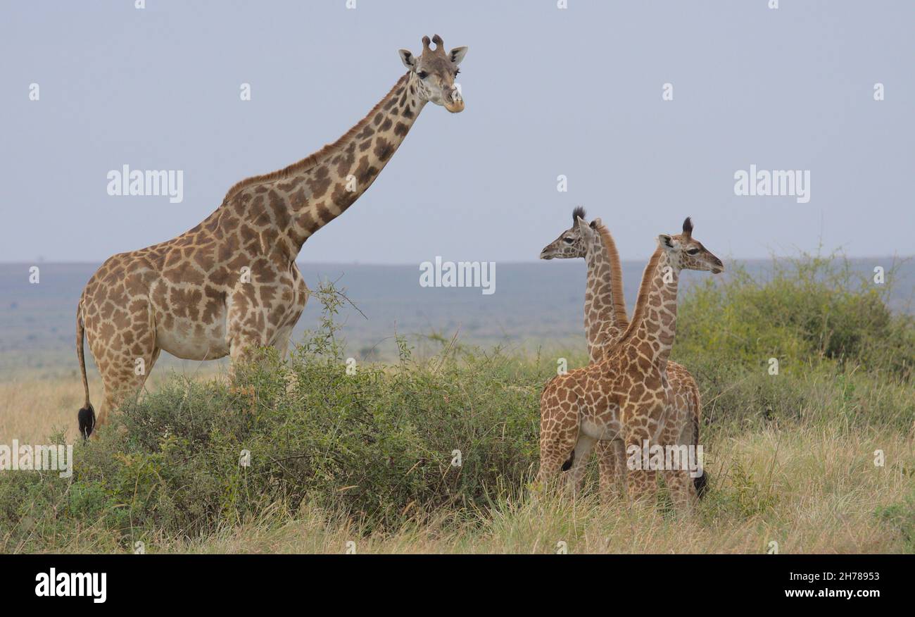 mother masai giraffe standing alert and watching over a tower of two baby giraffes in the wild Masai Mara, Kenya Stock Photo