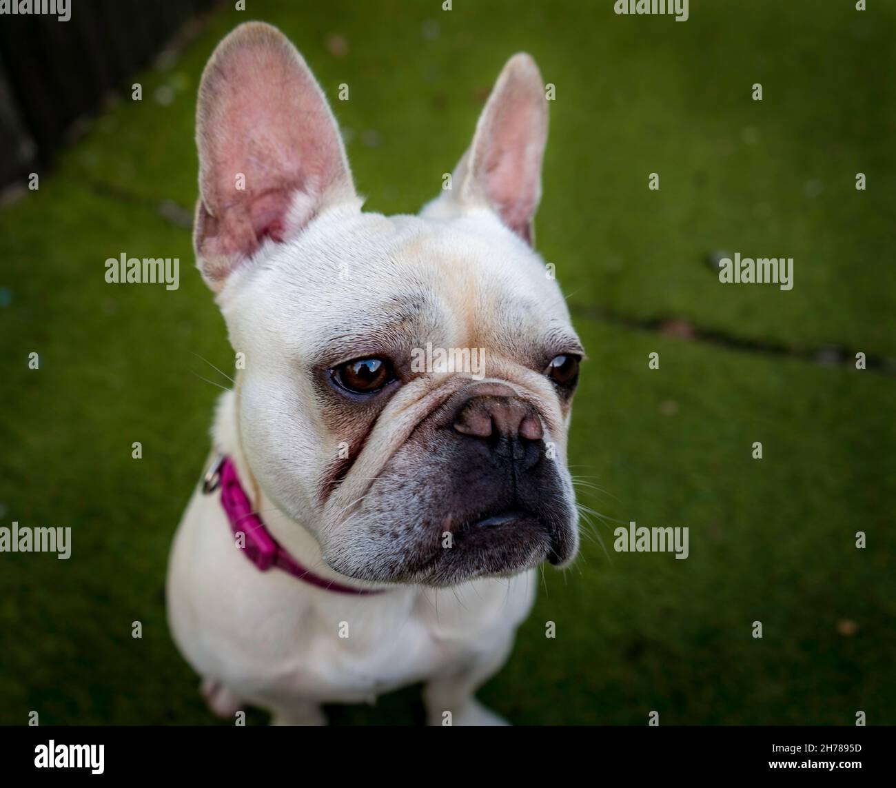French bulldog buddy Stock Photo - Alamy