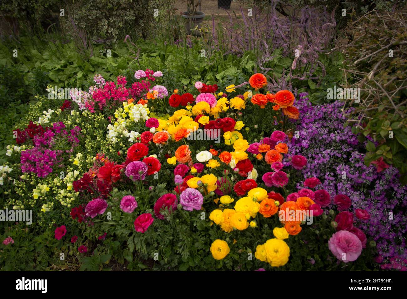 Flowers in full bloom from Toowoomba flower festival in spring Stock Photo Alamy