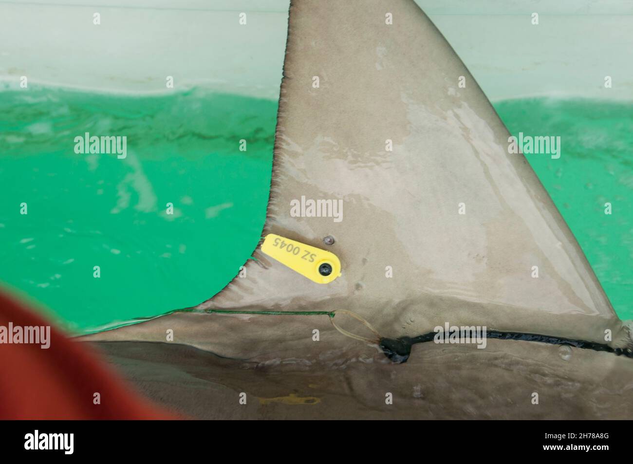 Researchers are tagging a sandbar shark (Carcharhinus plumbeus) in the Mediterranean sea. In recent years this shark has become more common in the Med Stock Photo