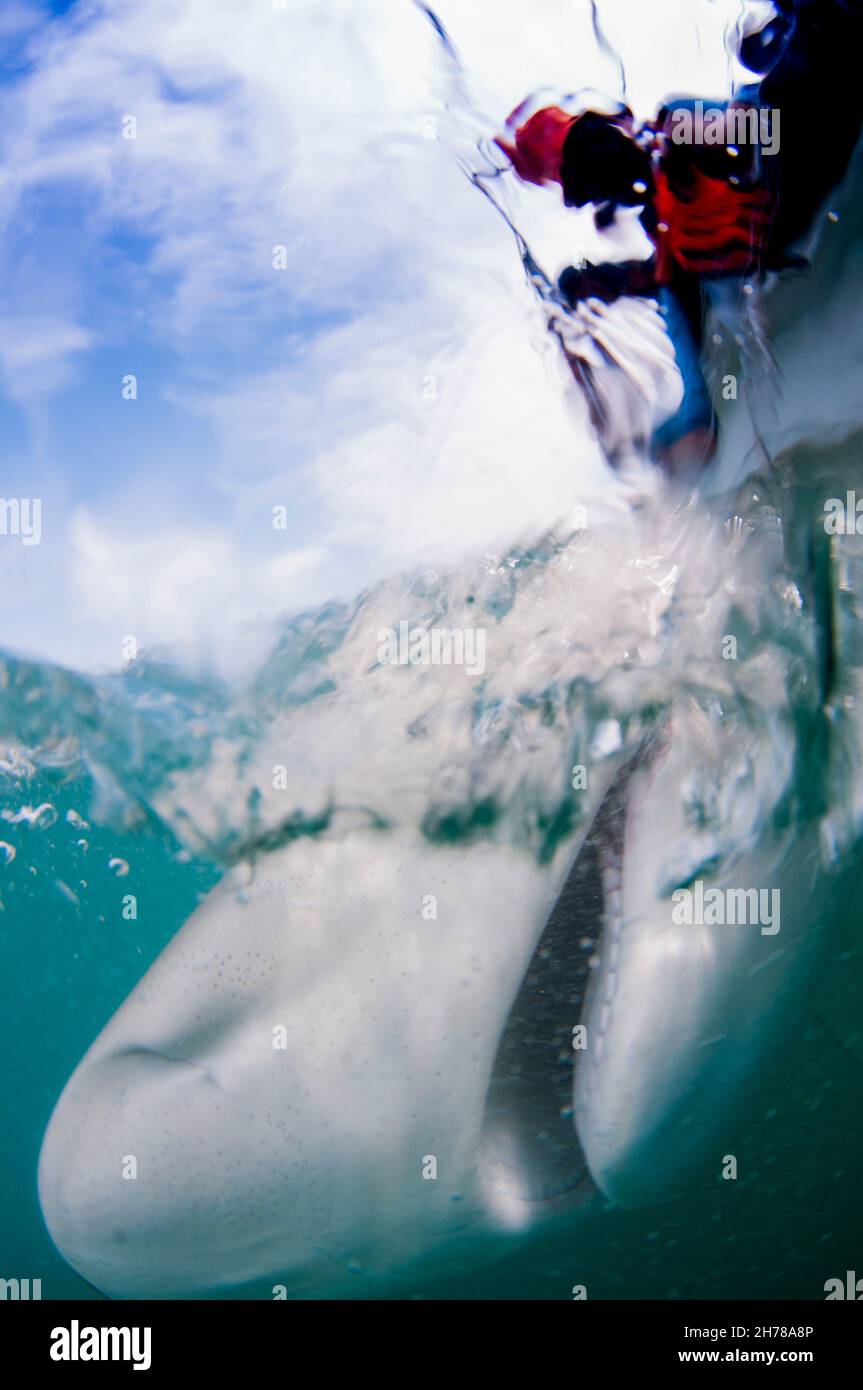 Researchers are tagging a sandbar shark (Carcharhinus plumbeus) in the Mediterranean sea. In recent years this shark has become more common in the Med Stock Photo