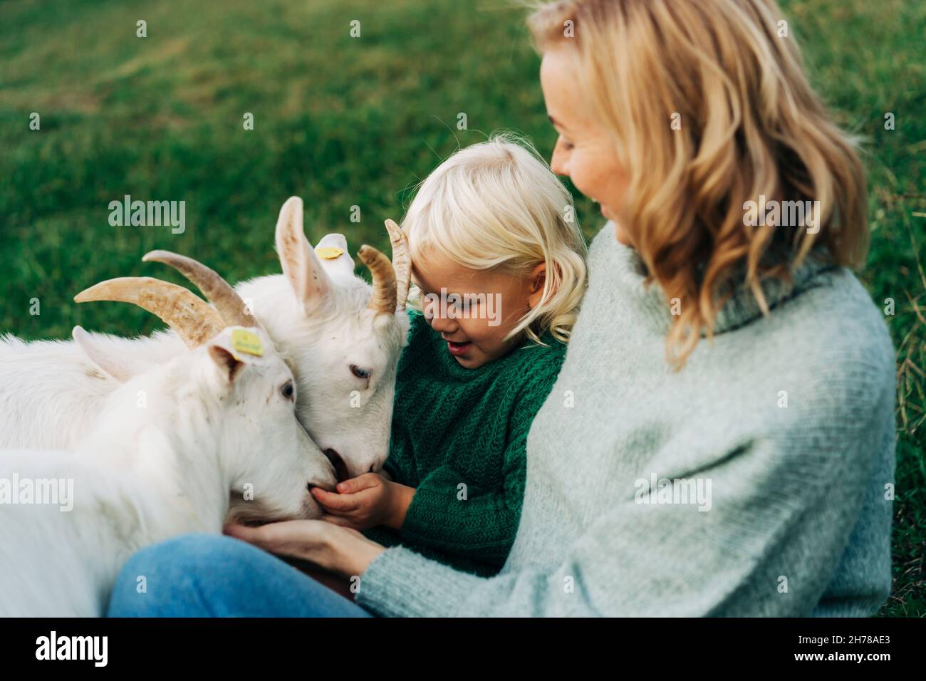 Mom and her adorable daughter feed and pet goats on the farm Stock