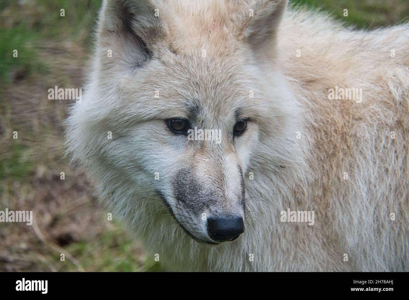Young white wolf from the wolf park Werner Freund. The wolf park is ...