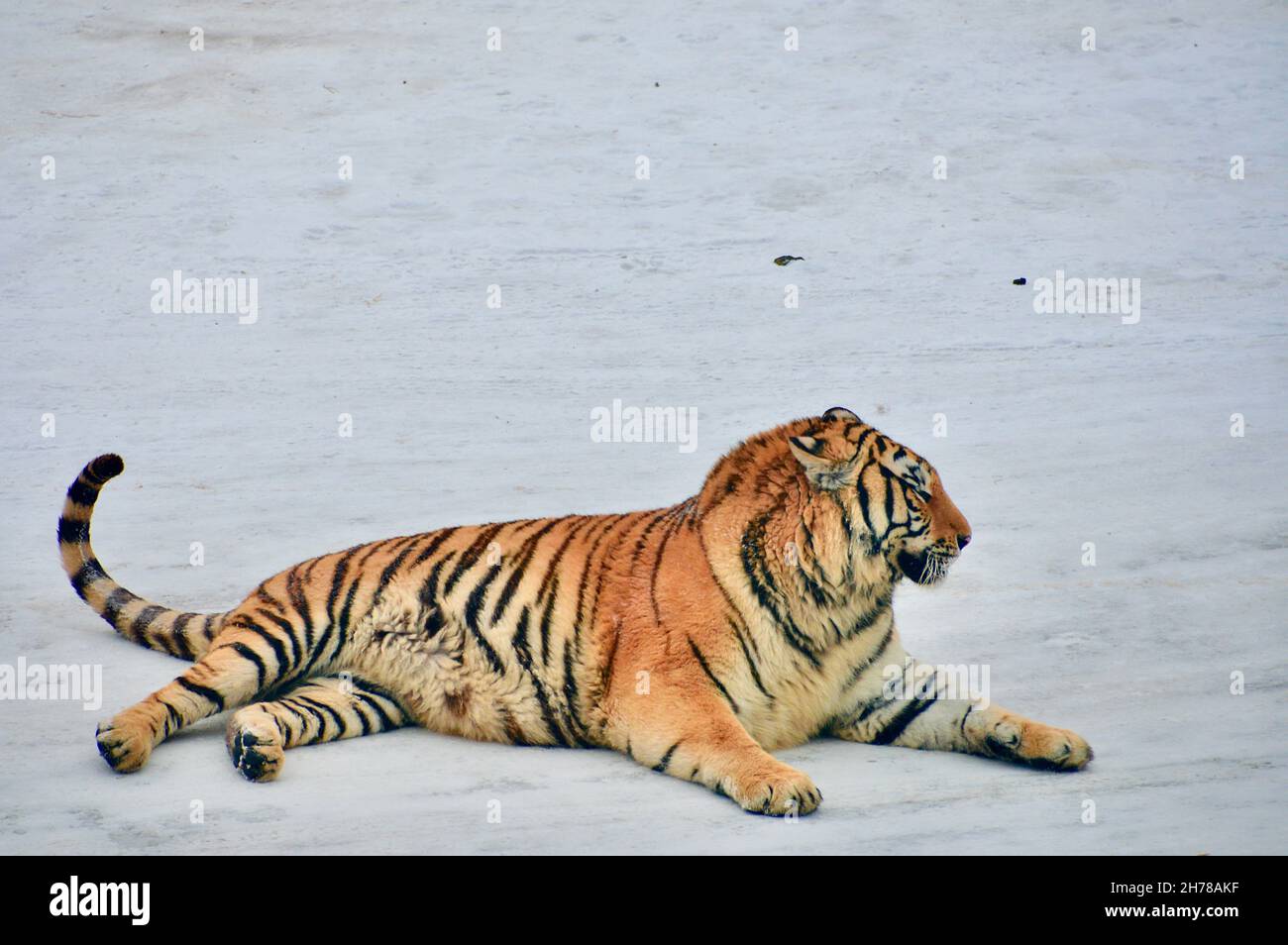 riesiger, herrlicher sibirischer Königstiger im Schnee des Siberian Tiger Park in Harbin, Heilongjiang, Songbei District, China, liegend Stock Photo