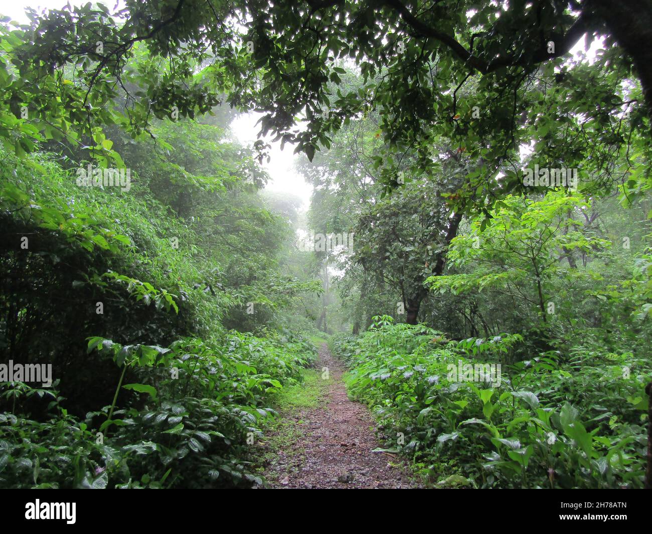 Rain, mist and drenched green forest trail of Nagla, Thane Stock Photo