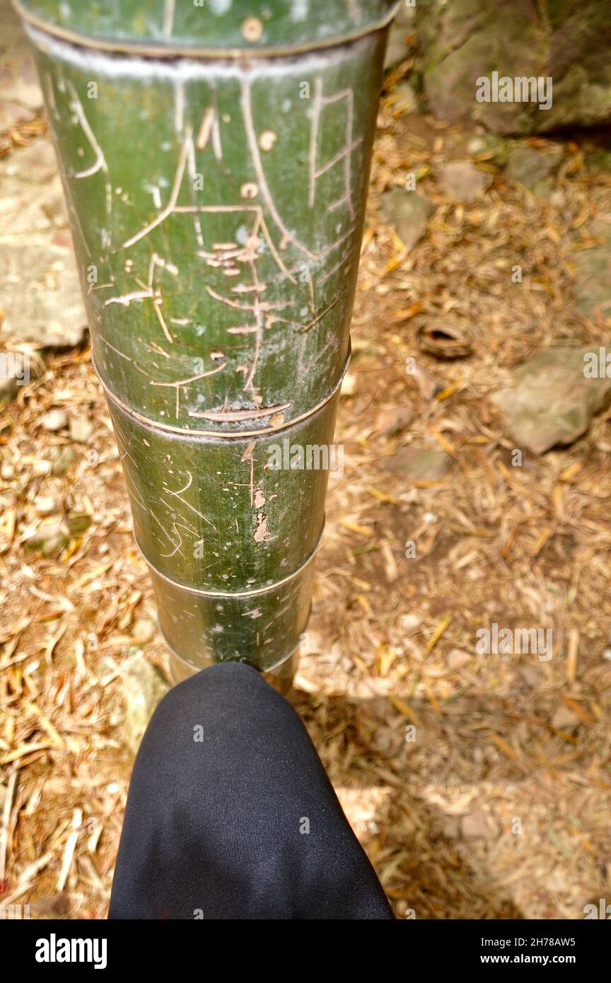 Größenvergleich Bambusrohr zu menschlichem Knie Stock Photo