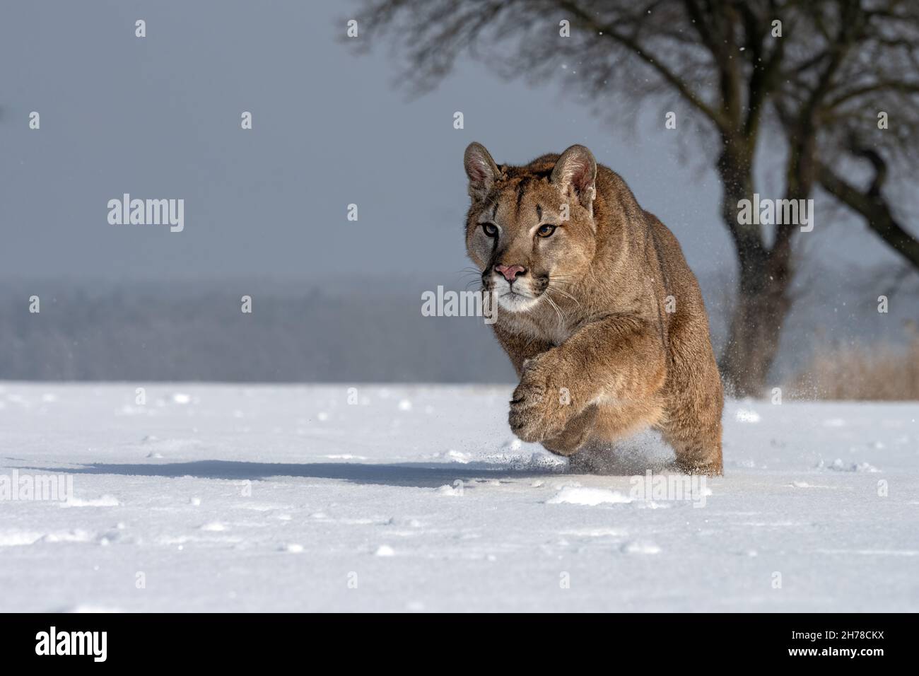 The American Cougar runs across the meadow and enjoys the snow. Stock Photo