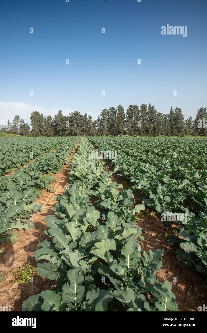 broccoli (Brassica oleracea) plants grow in an Agricultural field. Photographed in Israel in