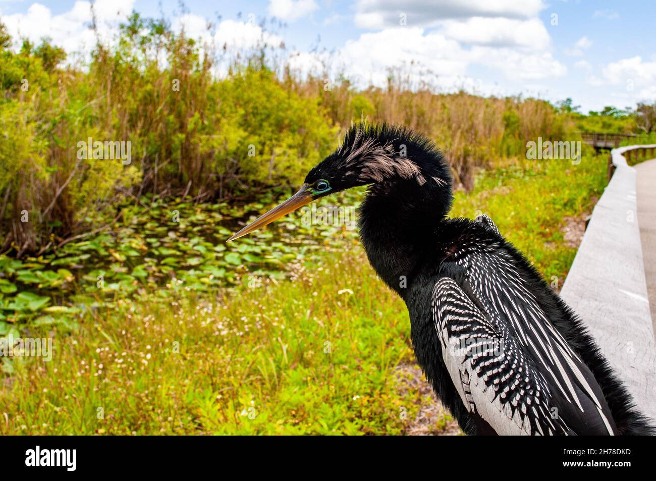 Tropical bird snakebird darter hi-res stock photography and images - Alamy