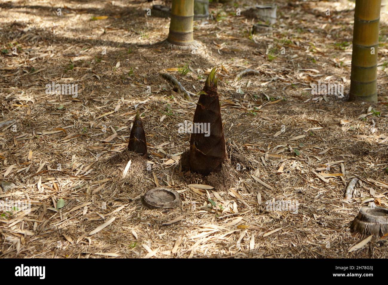 Young sprouts of bamboo in bamboo forest. Bamboo is the fastest growing