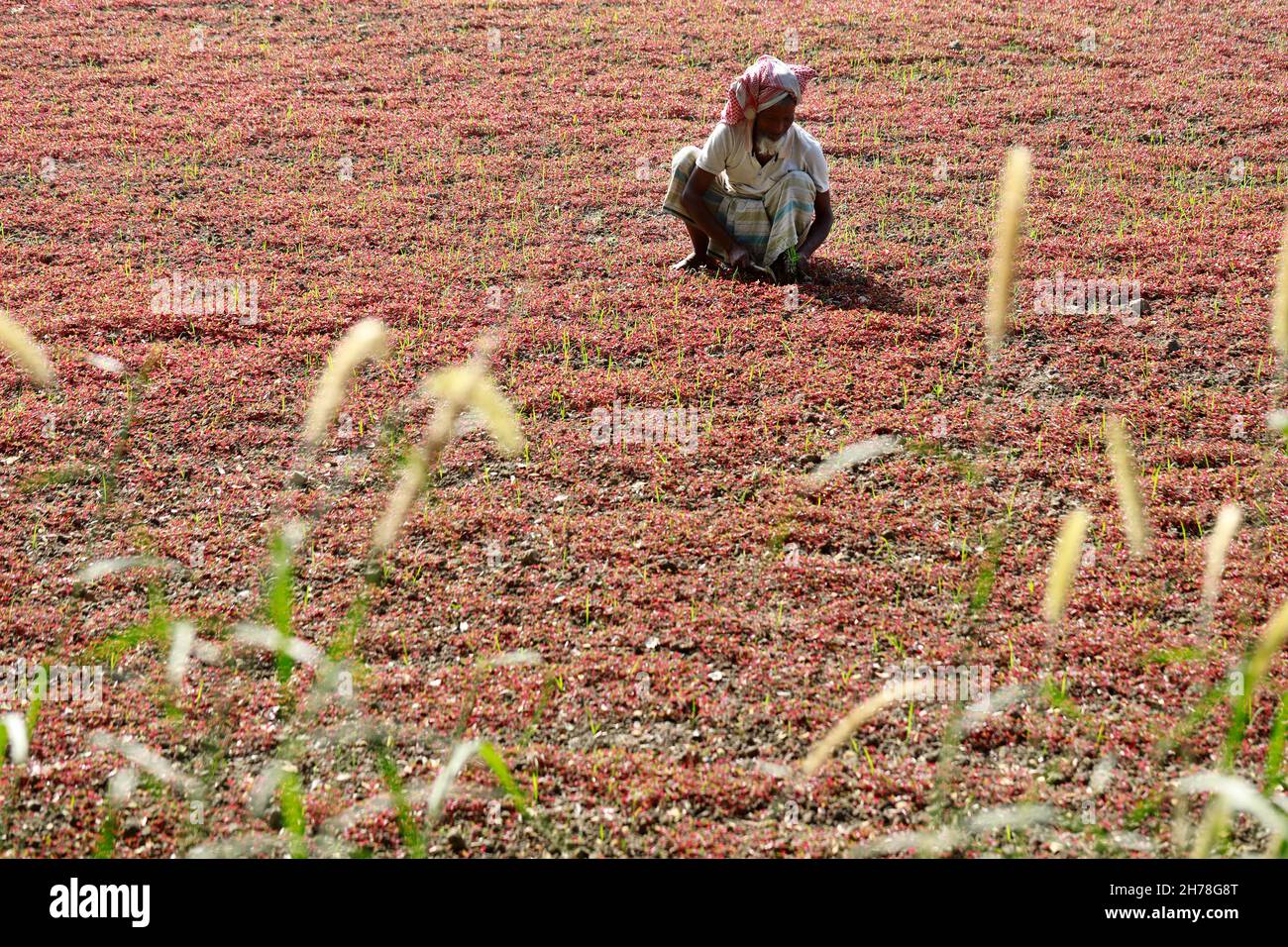 Dhaka, Bangladesh - November 19, 2021: Farmers are Attendance harvest red spinach fields in Singair of Manikganj in Bangladesh. Stock Photo